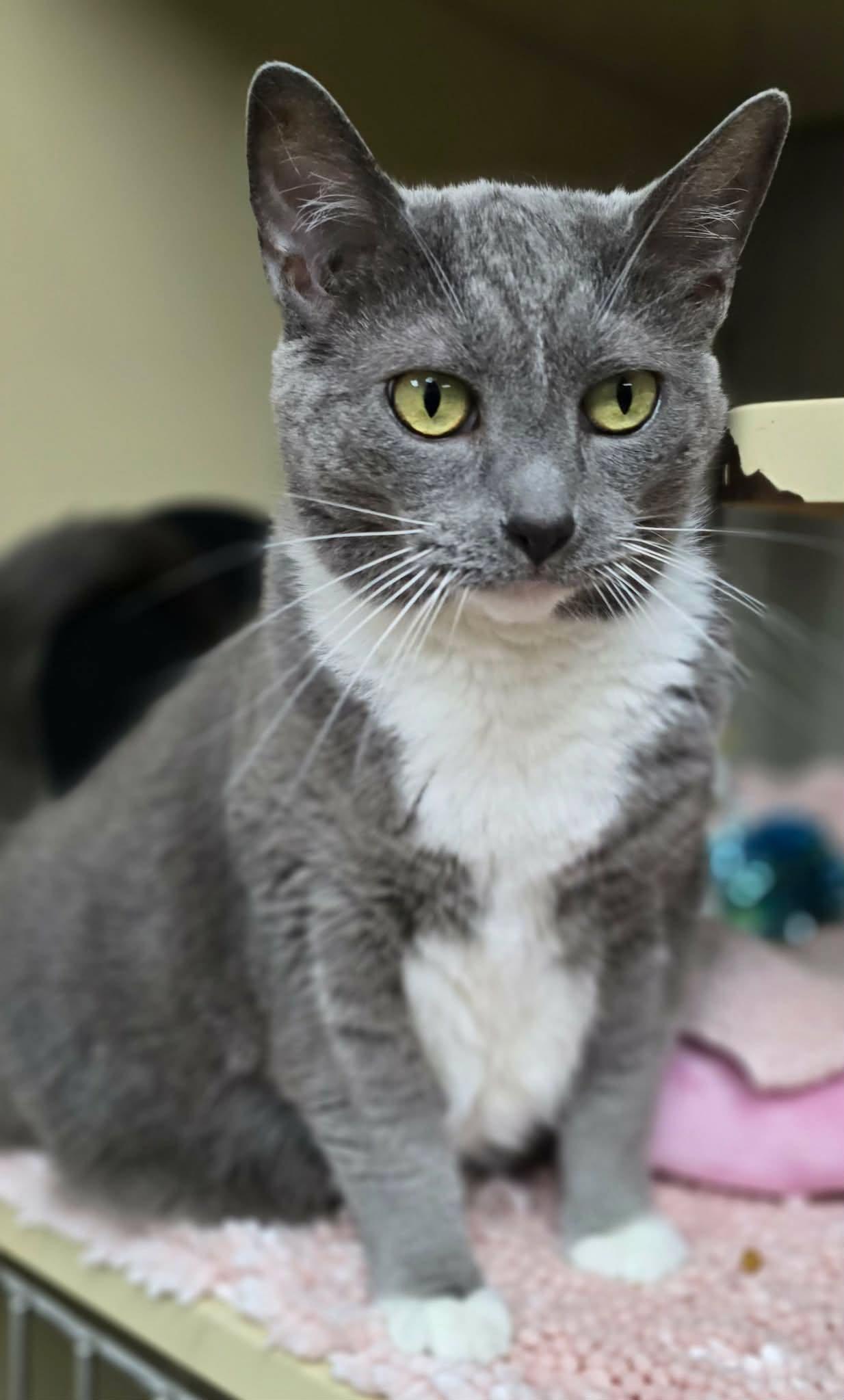 Vivian, a ADOPTABLE Domestic Short Hair in New Castle, PA image 6/6