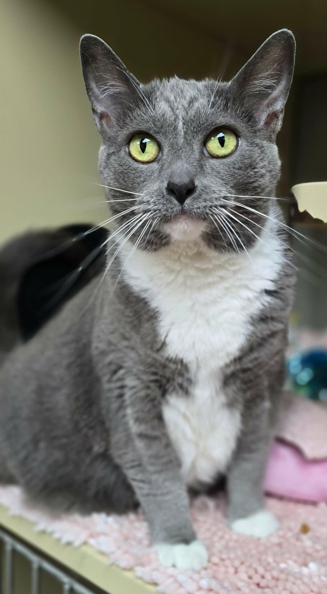 Vivian, a ADOPTABLE Domestic Short Hair in New Castle, PA image 5/6