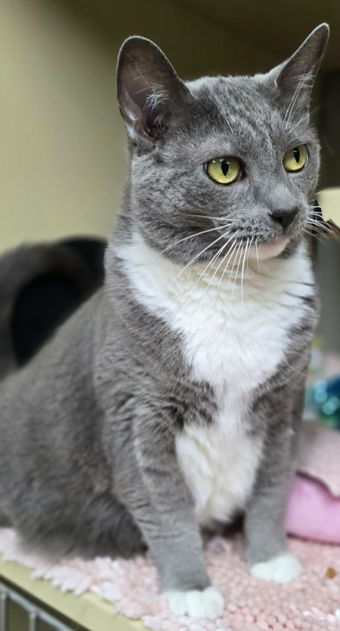 Vivian, a ADOPTABLE Domestic Short Hair in New Castle, PA image 3/6