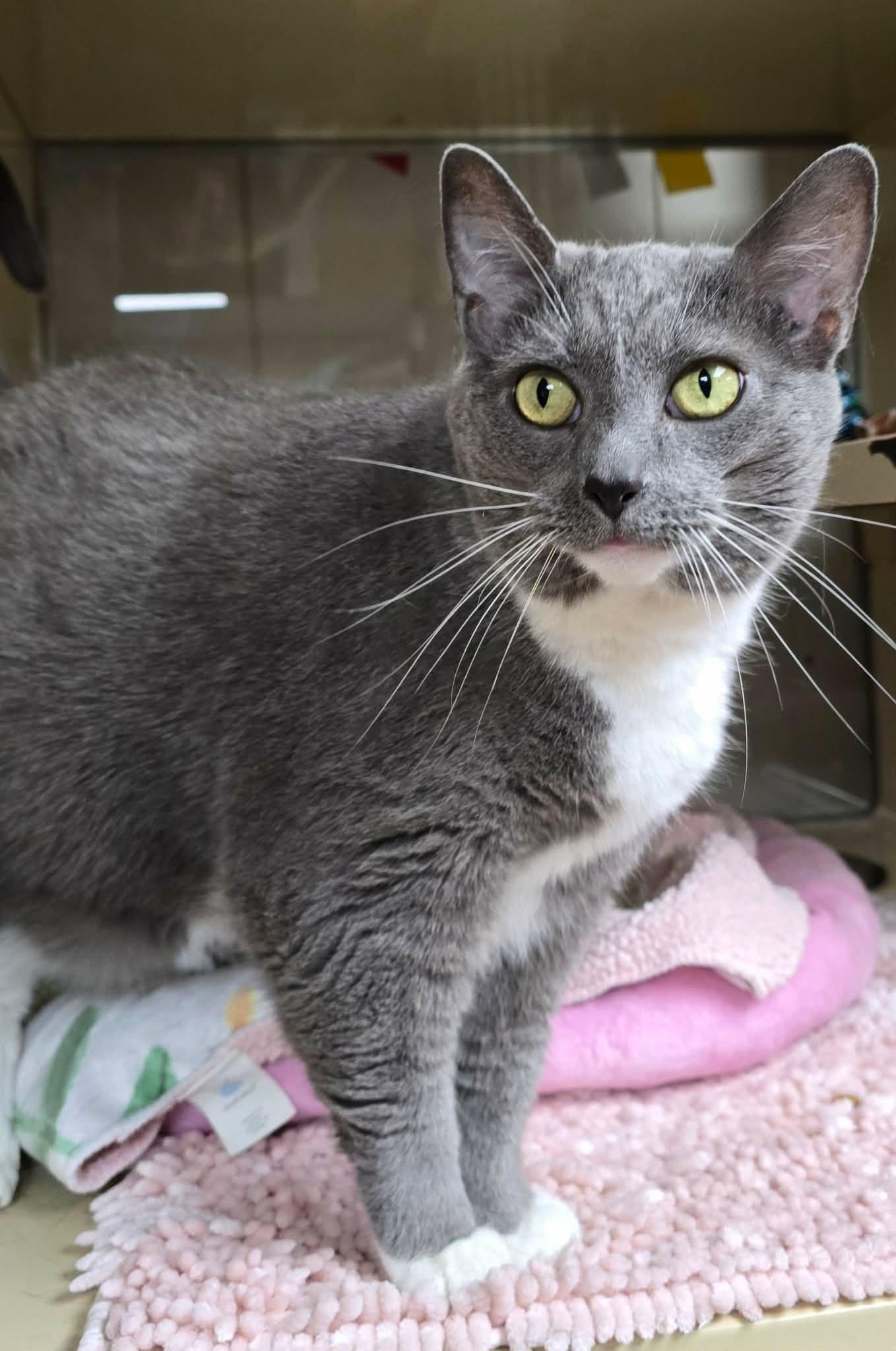 Vivian, a ADOPTABLE Domestic Short Hair in New Castle, PA image 4/6