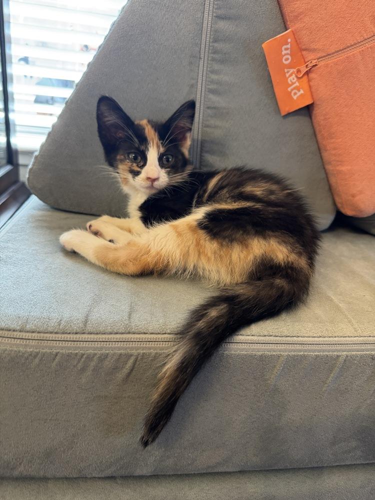 Coconut, Adoptable, Kitten Female Domestic Short Hair & Calico.