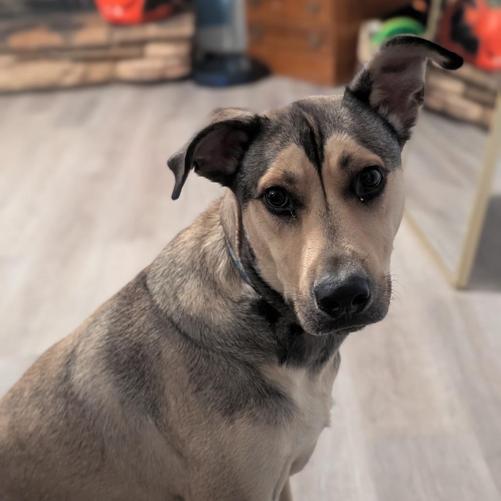 Wheeler, a Adoptable Mixed Breed in Huntsville, AL image 2/5