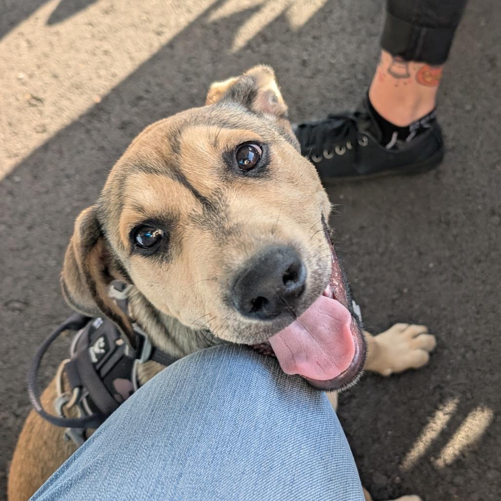 Wheeler, a Adoptable Mixed Breed in Huntsville, AL image 4/5