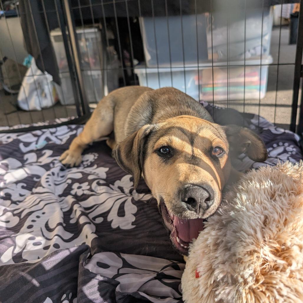 Wheeler, a Adoptable Mixed Breed in Huntsville, AL image 5/5