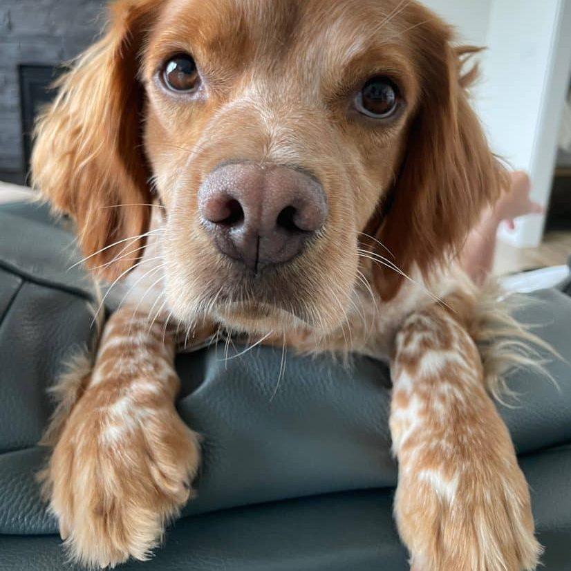FE 20044294 MN, Adopted, Adult Female Brittany Spaniel.
