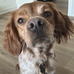 Enlarge FE 20044294 MN, a Adopted Brittany Spaniel in Manitowoc, WI image 2/3