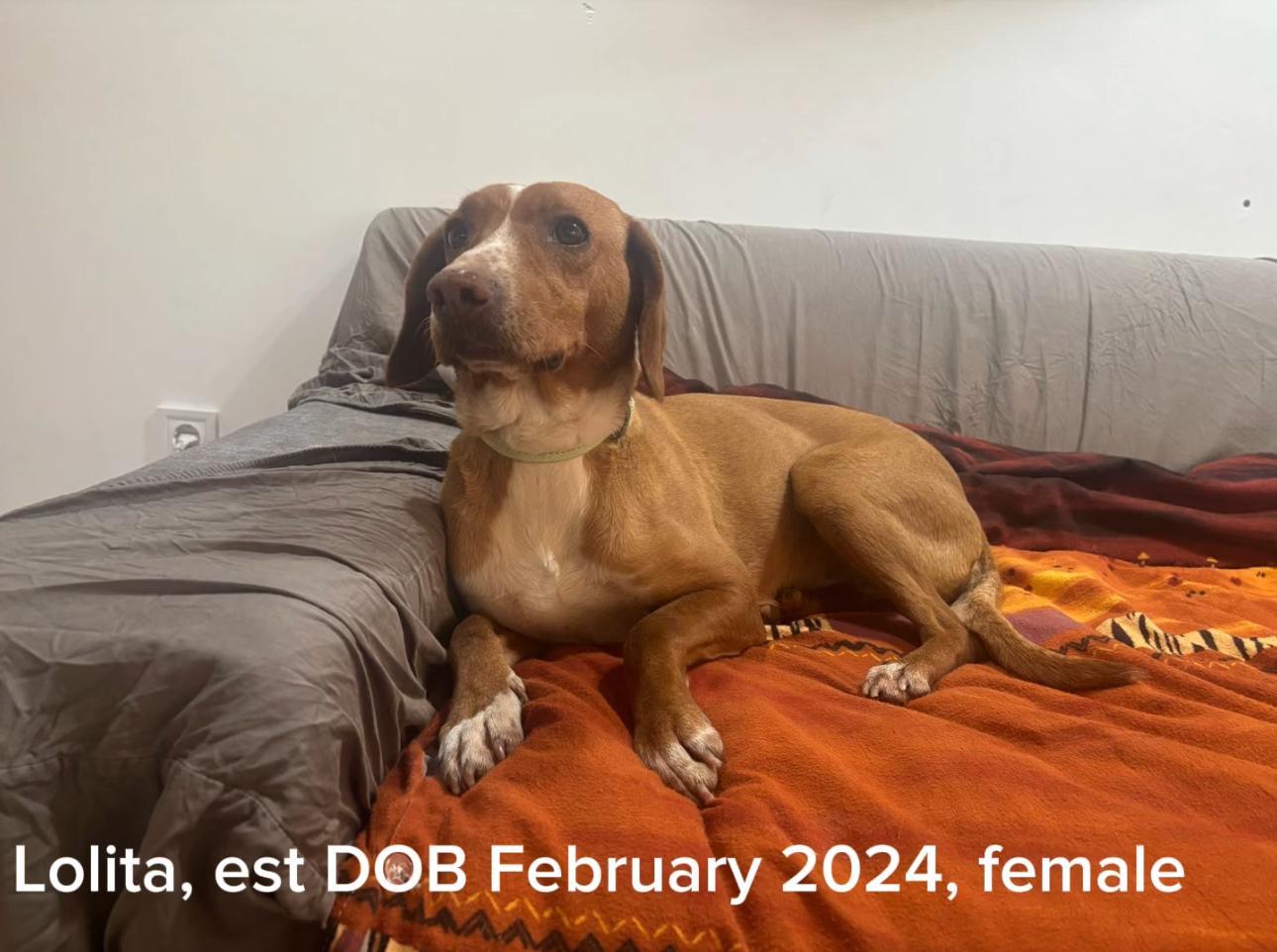 Enlarge Lolita, a Adoptable mixed breed in Hilton Head Island, SC image 1/6