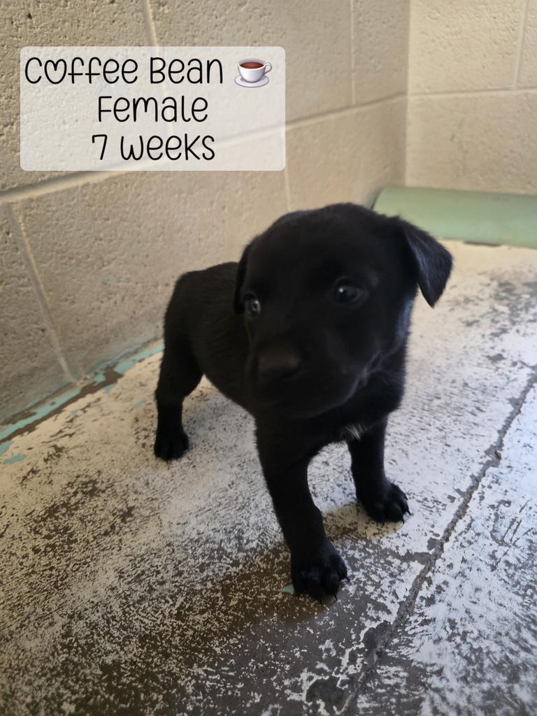 Enlarge Coffee Bean, a Adoptable Mixed Breed in Holbrook, AZ image 1/1