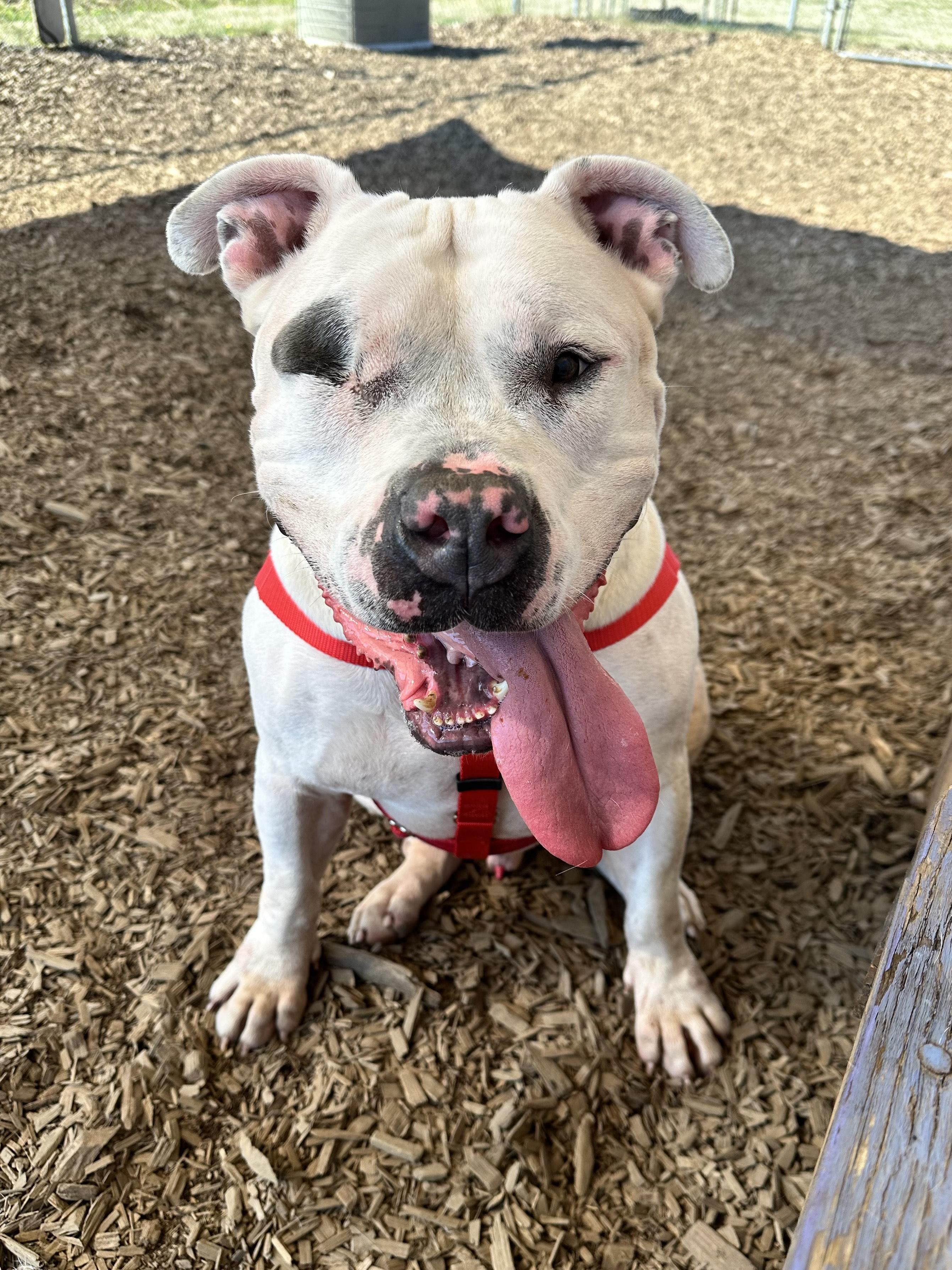 Atlas, an adoptable American Bully in Bellingham, WA, 98226 | Photo Image 2