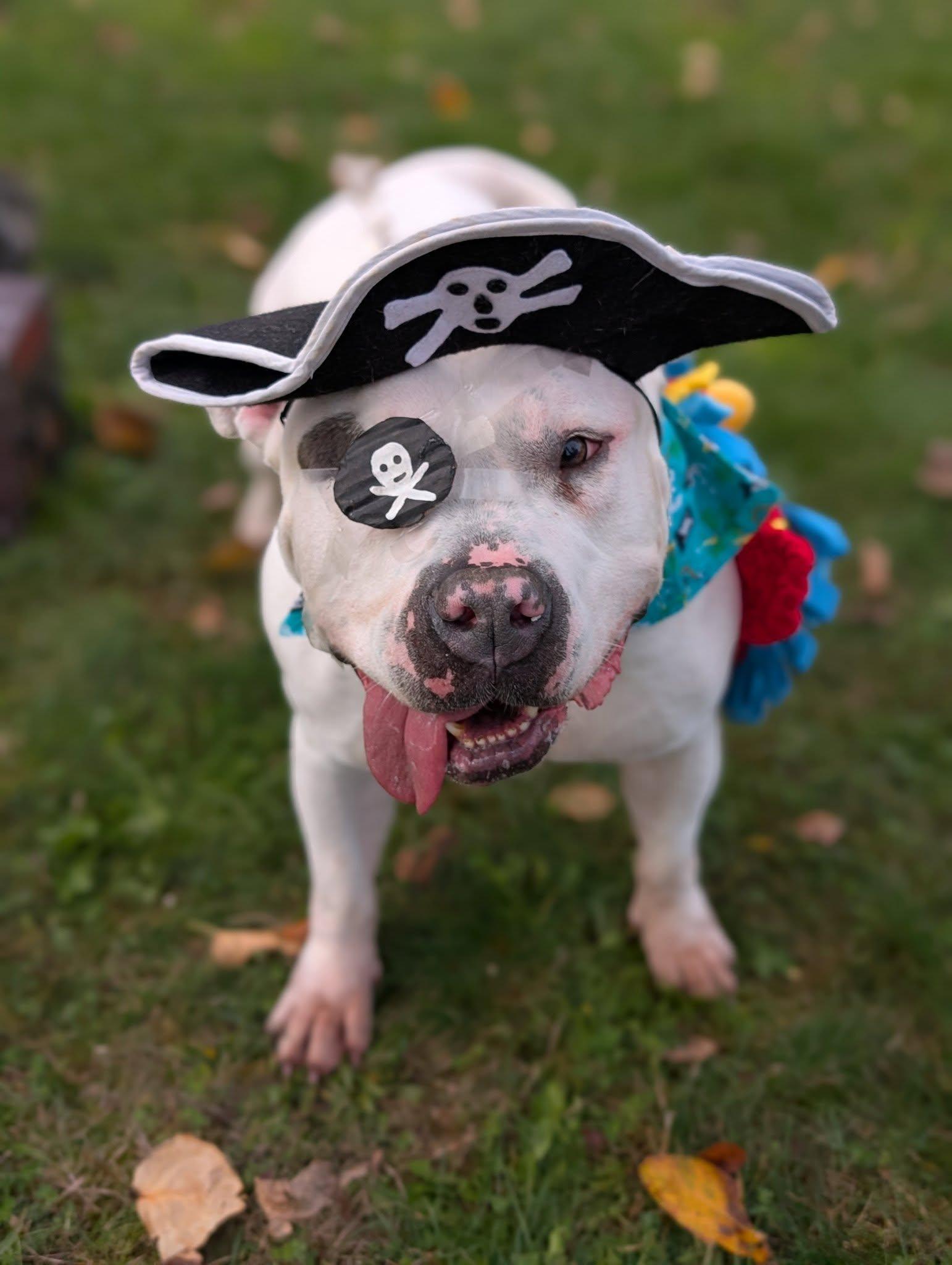 Atlas, an adoptable American Bully in Bellingham, WA, 98226 | Photo Image 1