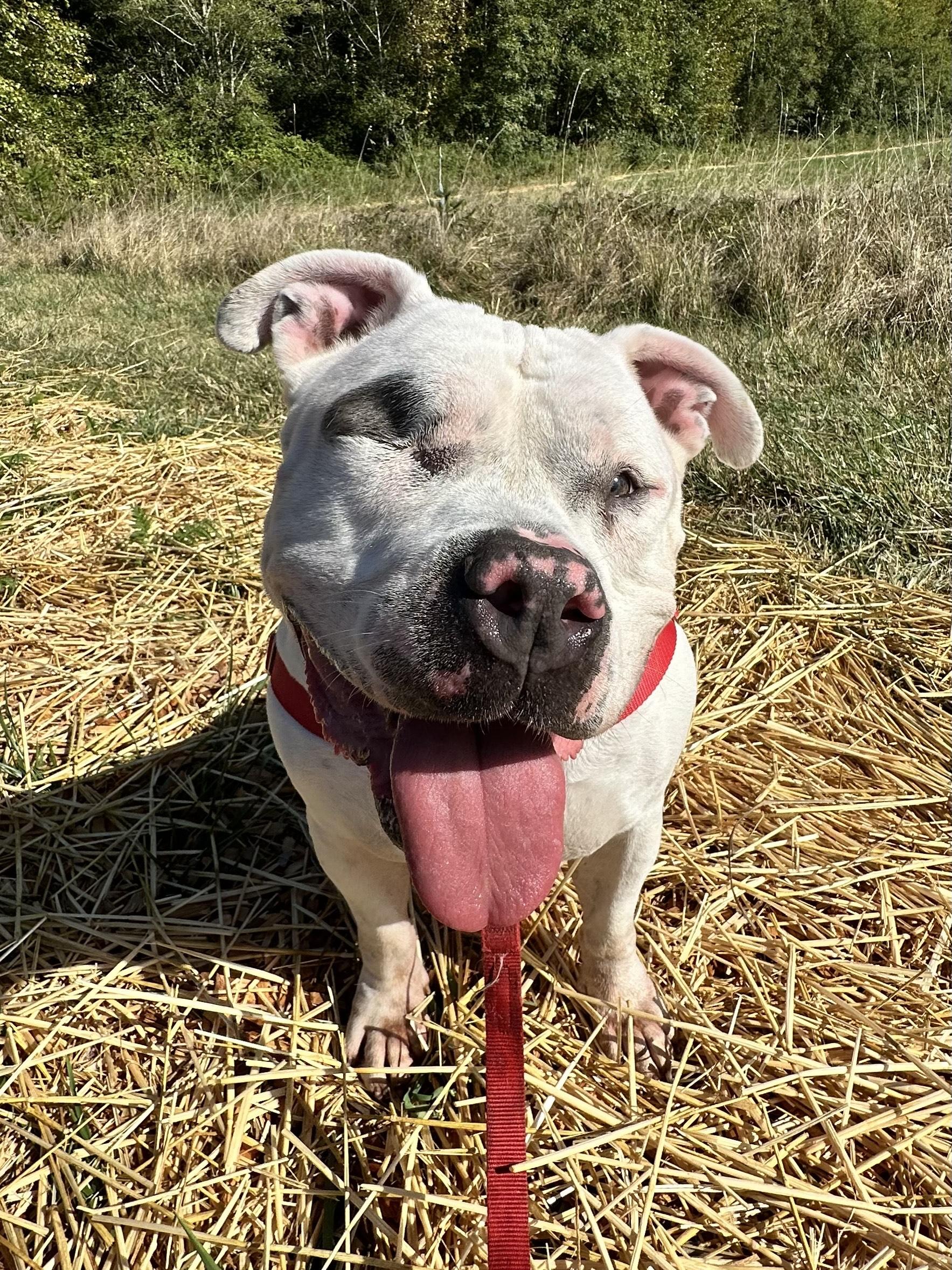 Atlas, an adoptable American Bully in Bellingham, WA, 98226 | Photo Image 1