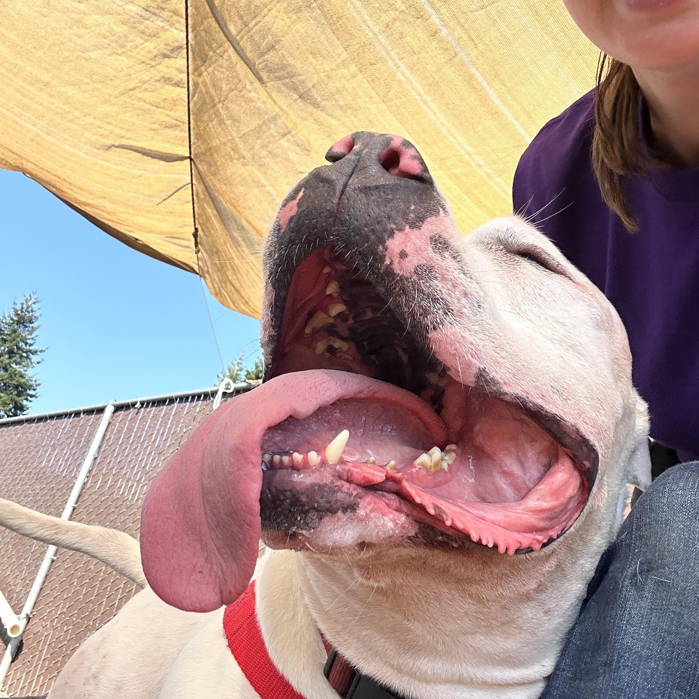 Atlas, an adoptable American Bully in Bellingham, WA, 98226 | Photo Image 6
