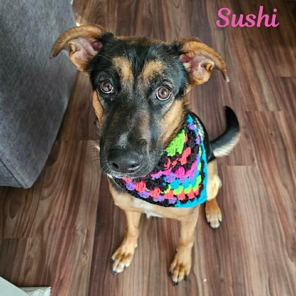 SUSHI, ADOPTABLE, Young Female German Shepherd Dog & Labrador Retriever.