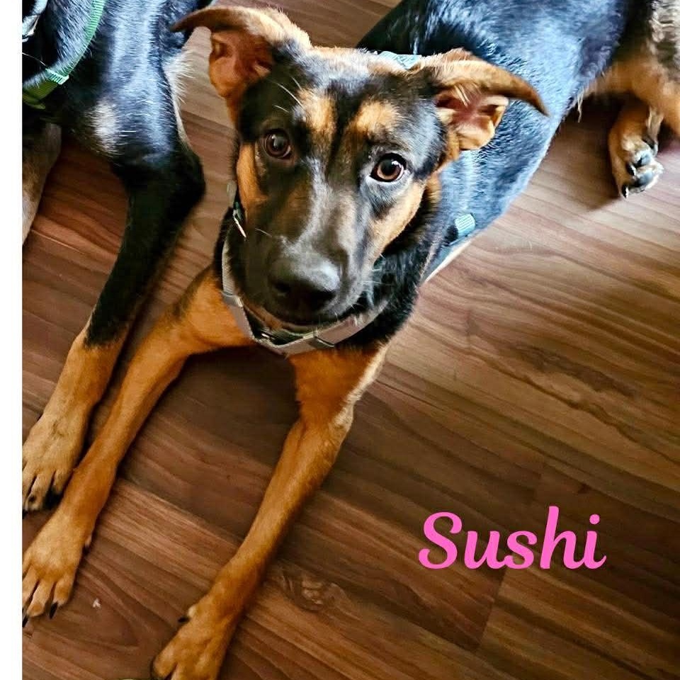 Enlarge SUSHI, a ADOPTABLE mixed breed in Madisonville, LA image 2/4