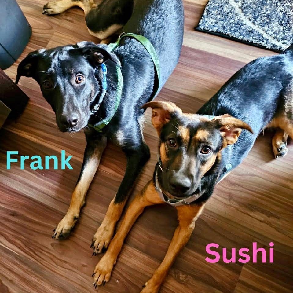 Enlarge SUSHI, a ADOPTABLE mixed breed in Madisonville, LA image 3/4