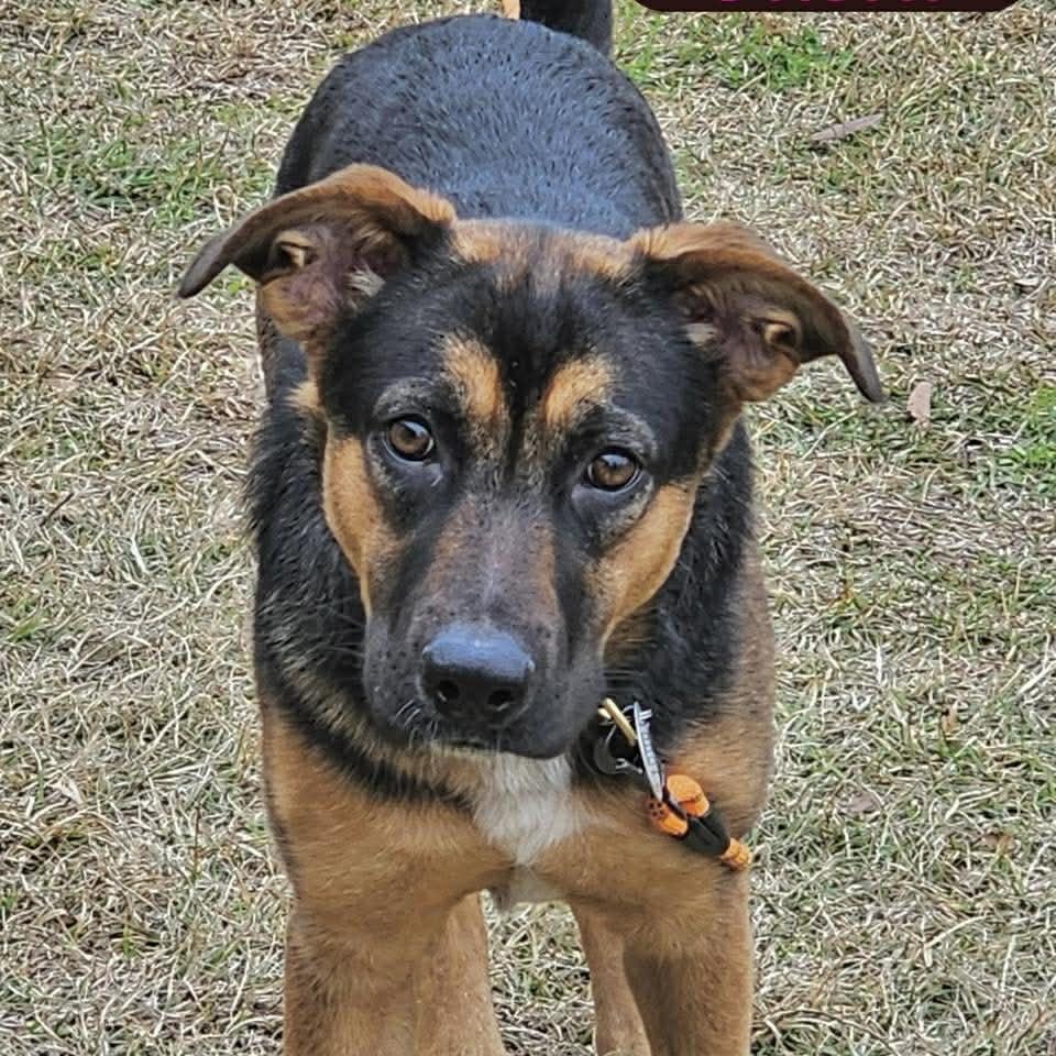 Enlarge SUSHI, a ADOPTABLE mixed breed in Madisonville, LA image 4/4