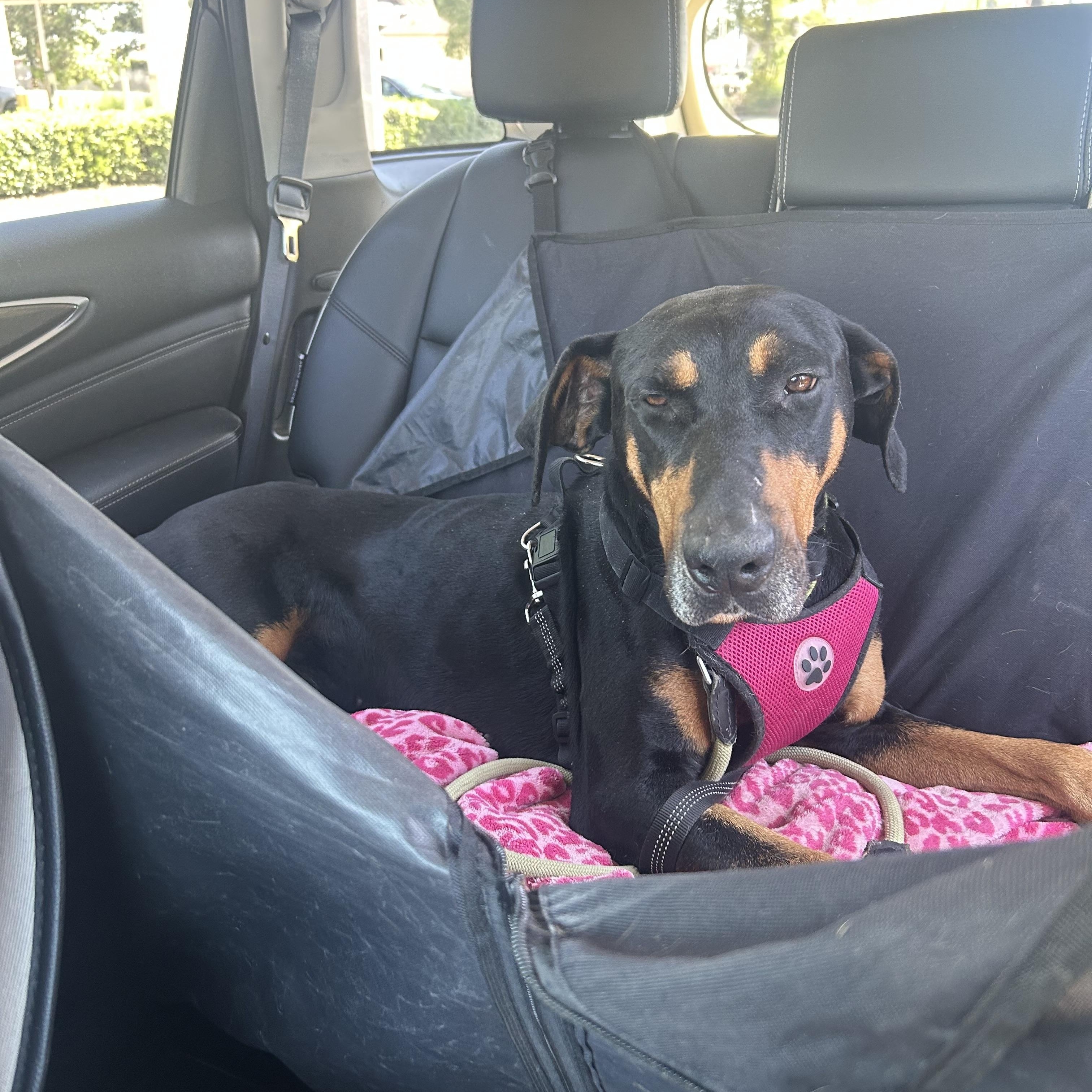 Enlarge Bentley, a ADOPTABLE Doberman Pinscher in Van Nuys, CA image 1/6