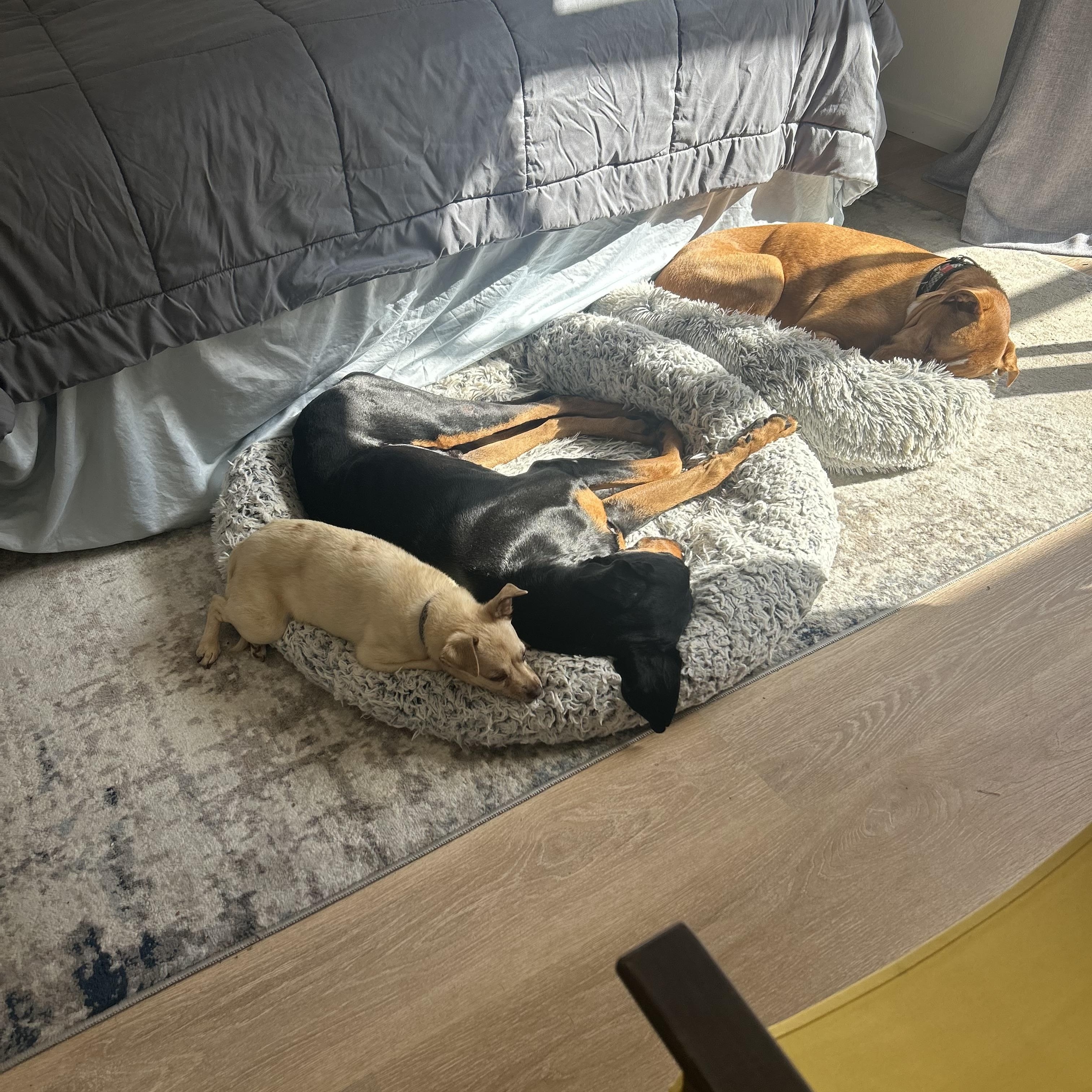 Enlarge Bentley, a ADOPTABLE Doberman Pinscher in Van Nuys, CA image 3/6