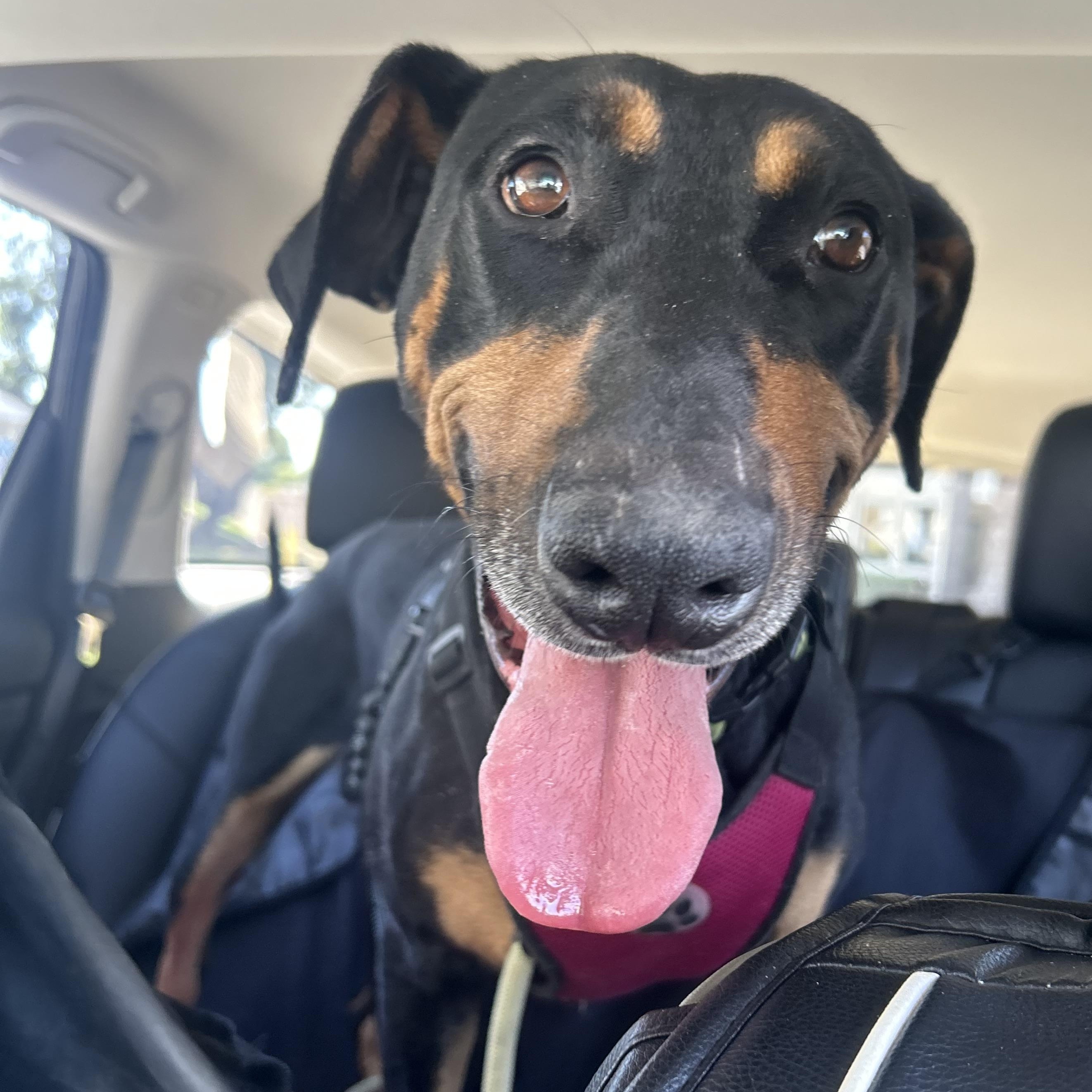 Bentley, ADOPTABLE, Adult Male Doberman Pinscher.