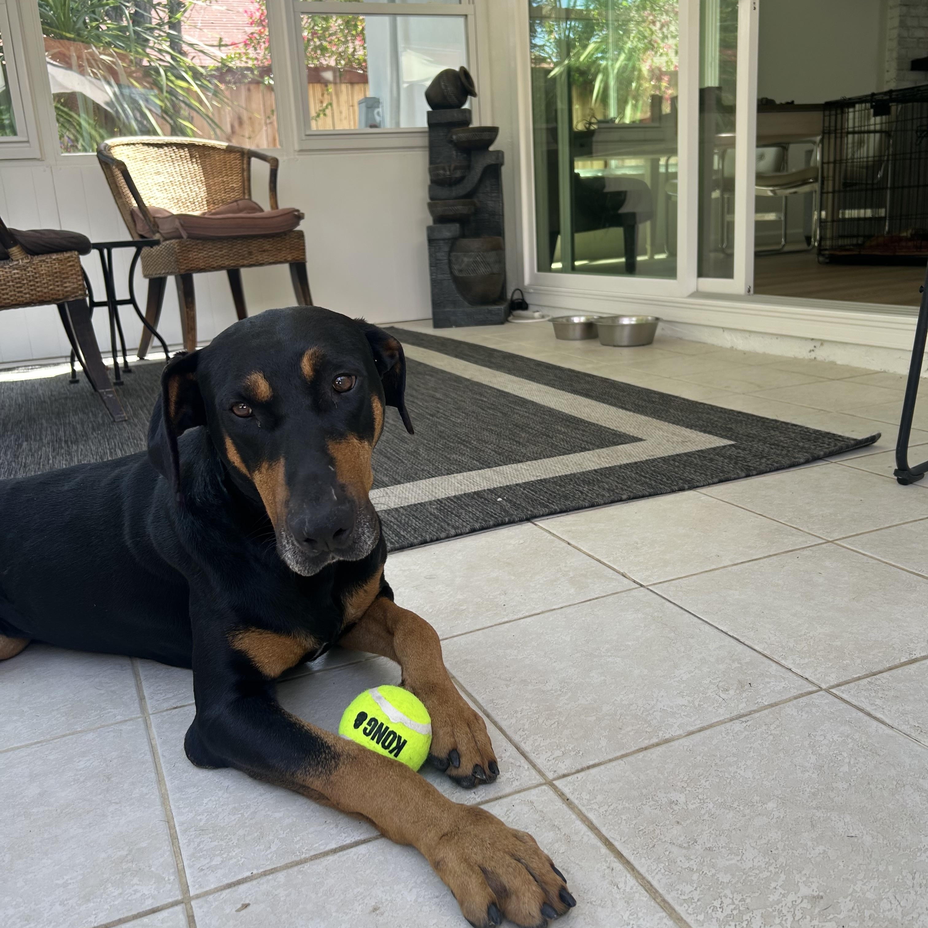 Enlarge Bentley, a ADOPTABLE Doberman Pinscher in Van Nuys, CA image 4/6