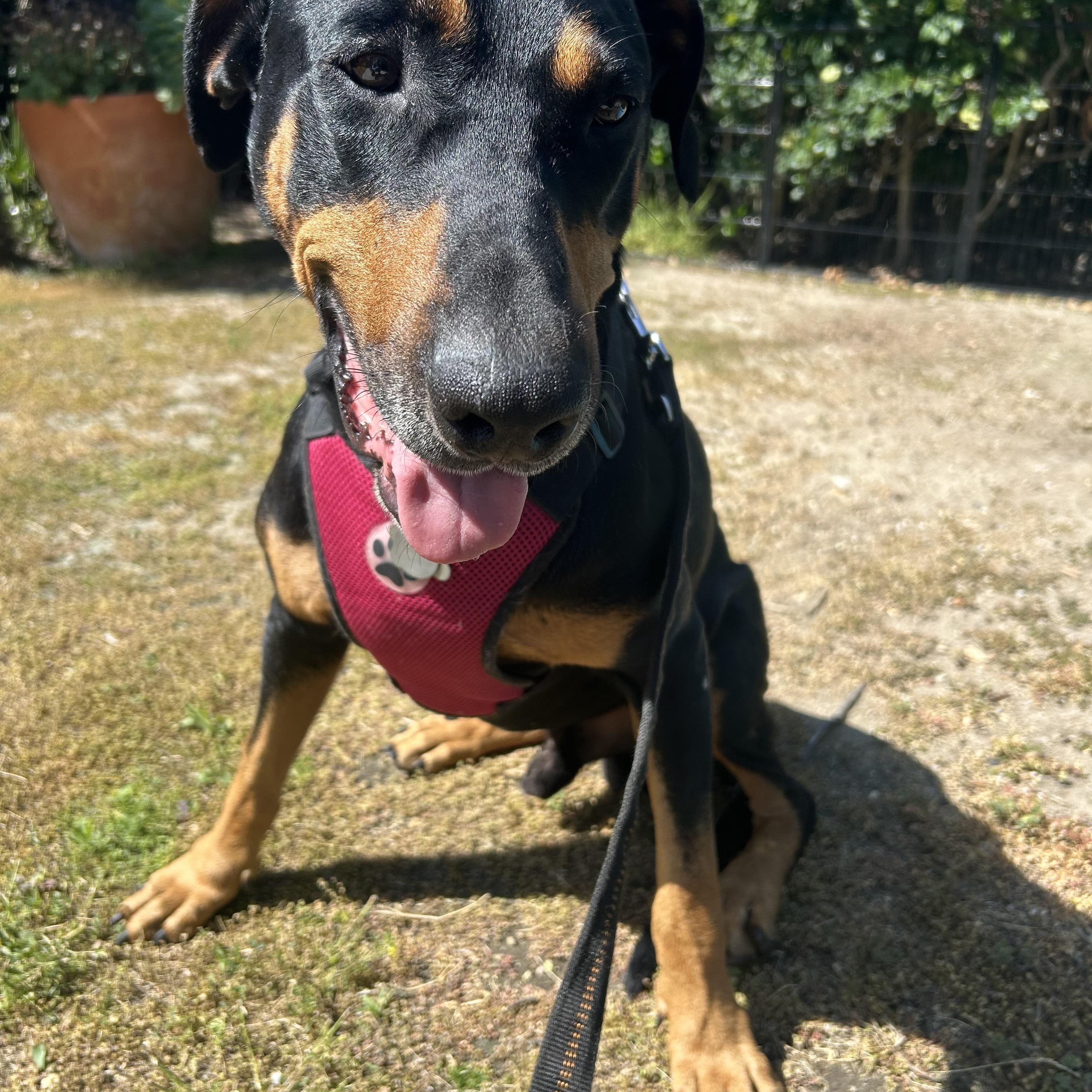 Enlarge Bentley, a ADOPTABLE Doberman Pinscher in Van Nuys, CA image 5/6