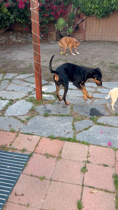 Enlarge Bentley, a ADOPTABLE Doberman Pinscher in Van Nuys, CA video 2/6