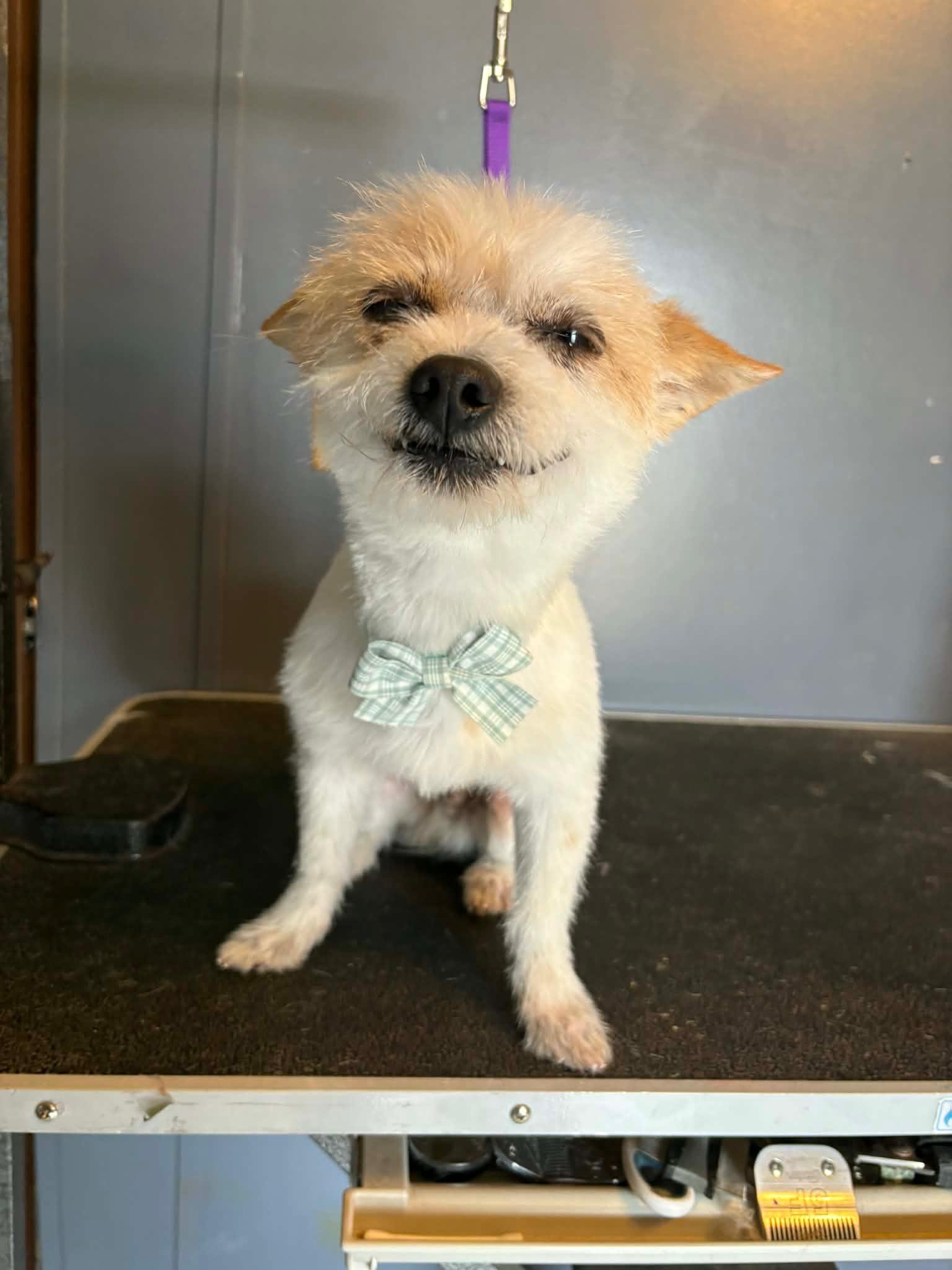 Enlarge Fred, an adopted mixed breed in Lumberton, NC image 2/5