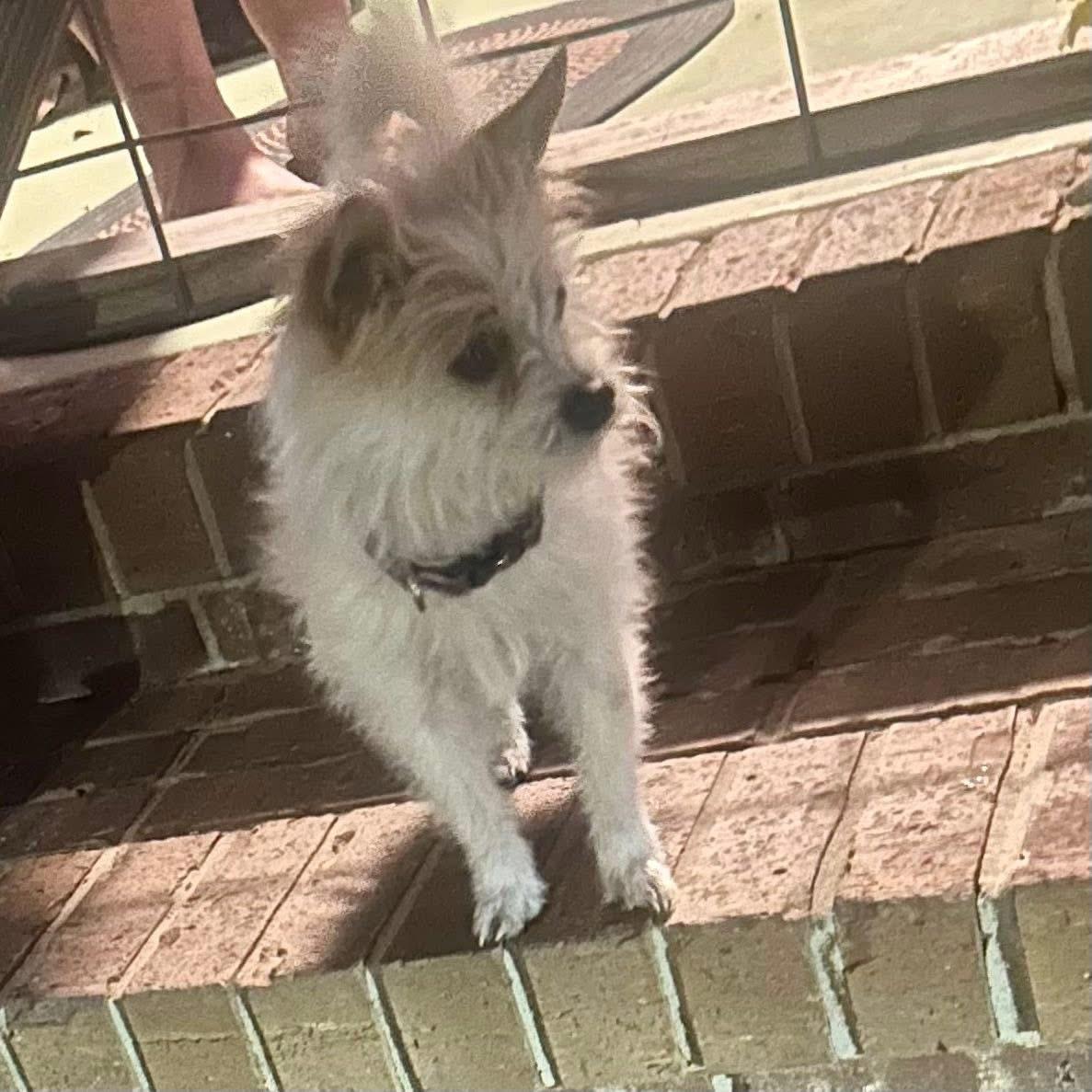 Enlarge Fred, an adopted mixed breed in Lumberton, NC image 5/5