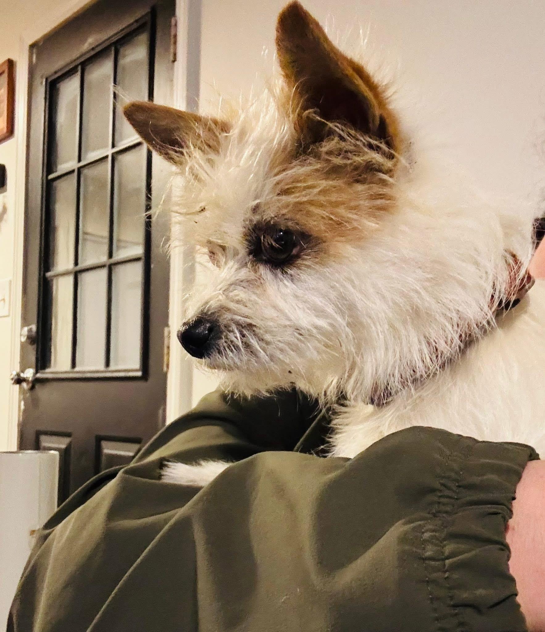 Enlarge Fred, an adopted mixed breed in Lumberton, NC image 3/5