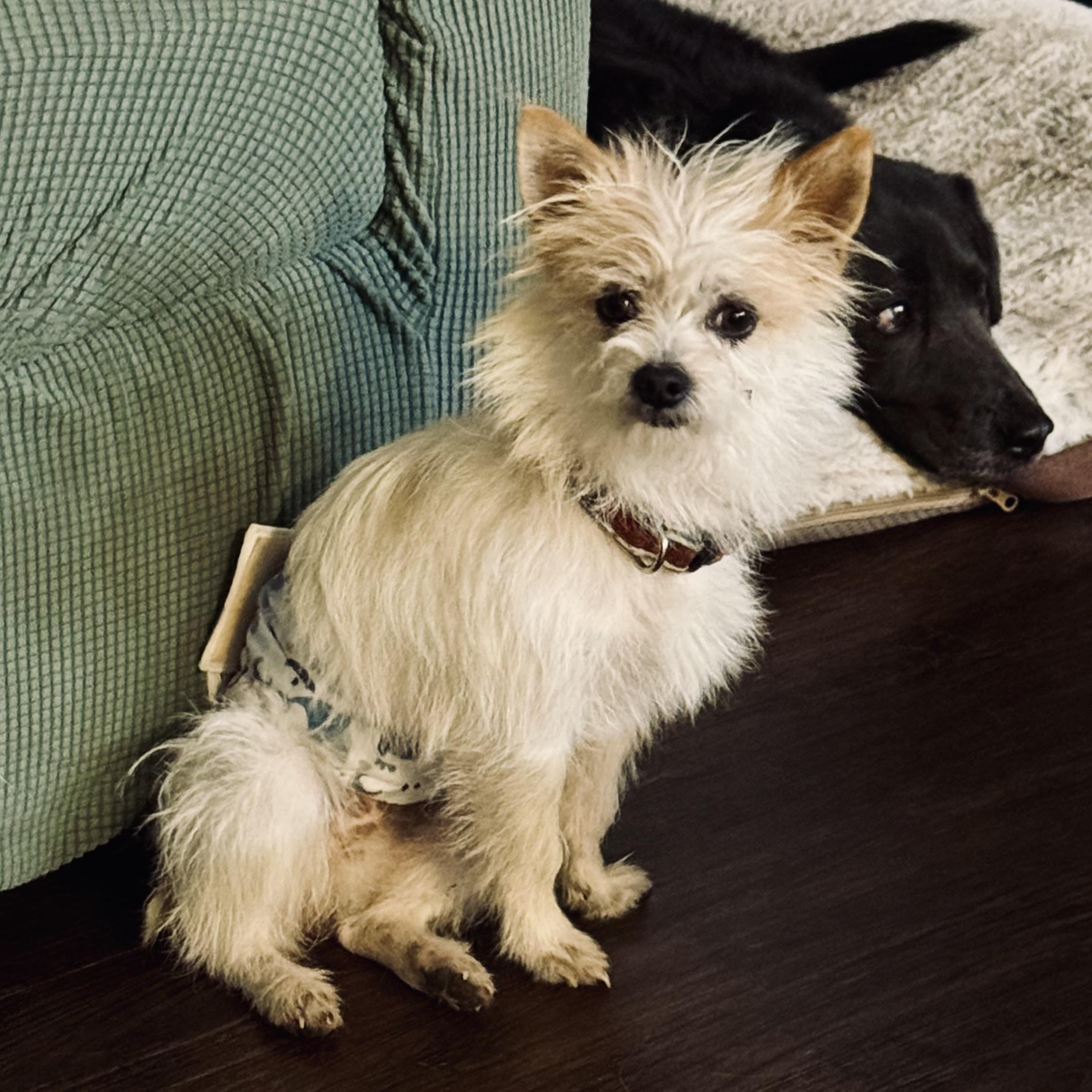 Enlarge Fred, an adopted mixed breed in Lumberton, NC image 4/5