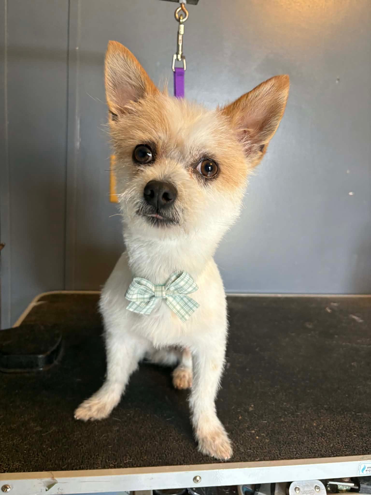 Enlarge Fred, an adopted mixed breed in Lumberton, NC image 1/5