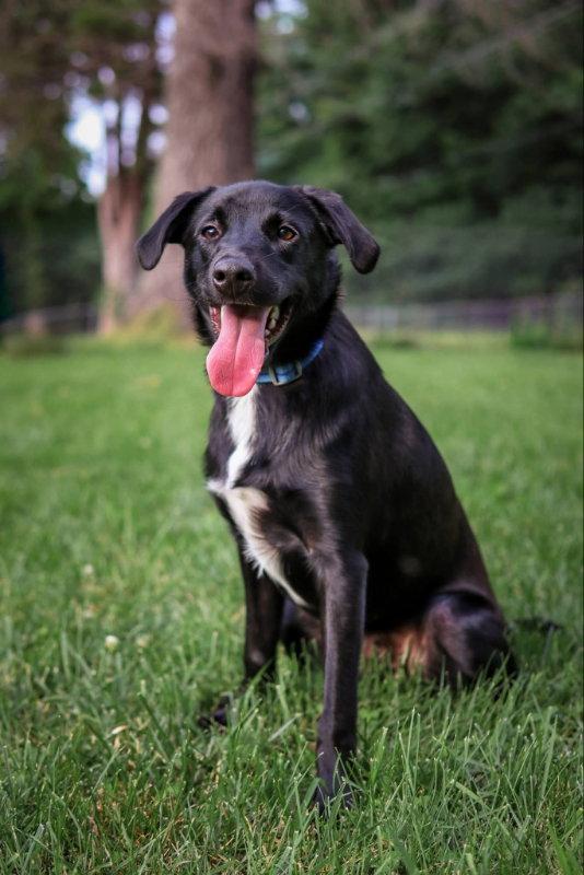 Nicholas (Santa Claus), a Adoptable Labrador Retriever in House Springs, MO image 1/3