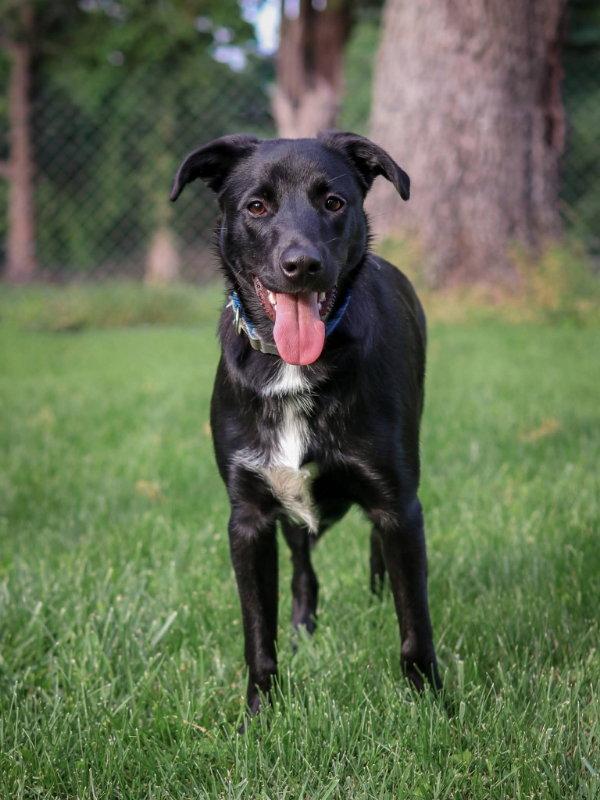 Nicholas (Santa Claus), a Adoptable Labrador Retriever in House Springs, MO image 2/3
