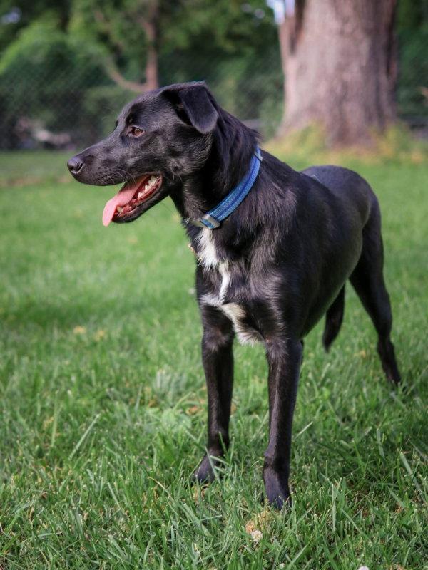 Nicholas (Santa Claus), a Adoptable Labrador Retriever in House Springs, MO image 3/3