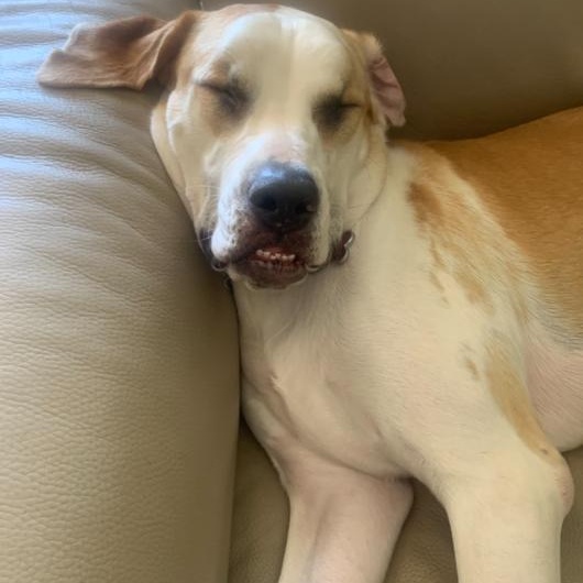 Enlarge Georgia, a ADOPTABLE mixed breed in Boca Raton, FL image 1/4