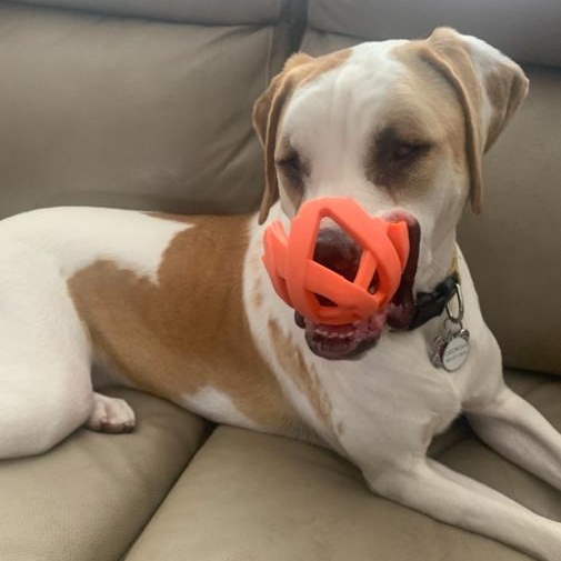 Enlarge Georgia, a ADOPTABLE mixed breed in Boca Raton, FL image 4/4