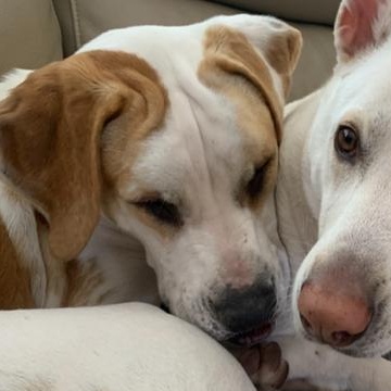 Enlarge Georgia, a ADOPTABLE mixed breed in Boca Raton, FL image 3/4