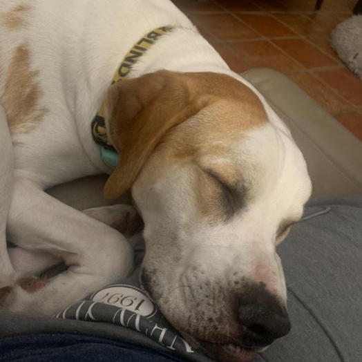 Enlarge Georgia, a ADOPTABLE mixed breed in Boca Raton, FL image 2/4