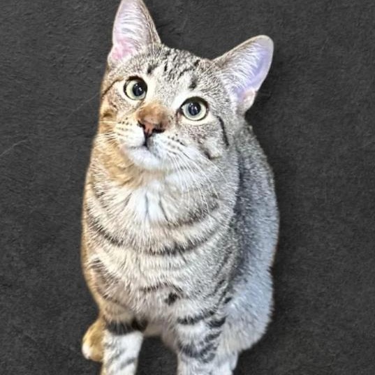 Enlarge Serena, a ADOPTABLE Domestic Short Hair in Astoria, NY image 1/4