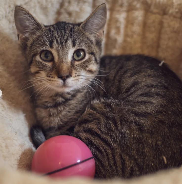Enlarge Serena, a ADOPTABLE Domestic Short Hair in Astoria, NY image 2/4