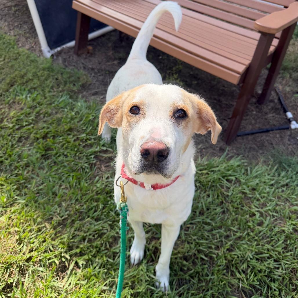Morning, Adoptable, Adult Female Mixed Breed.