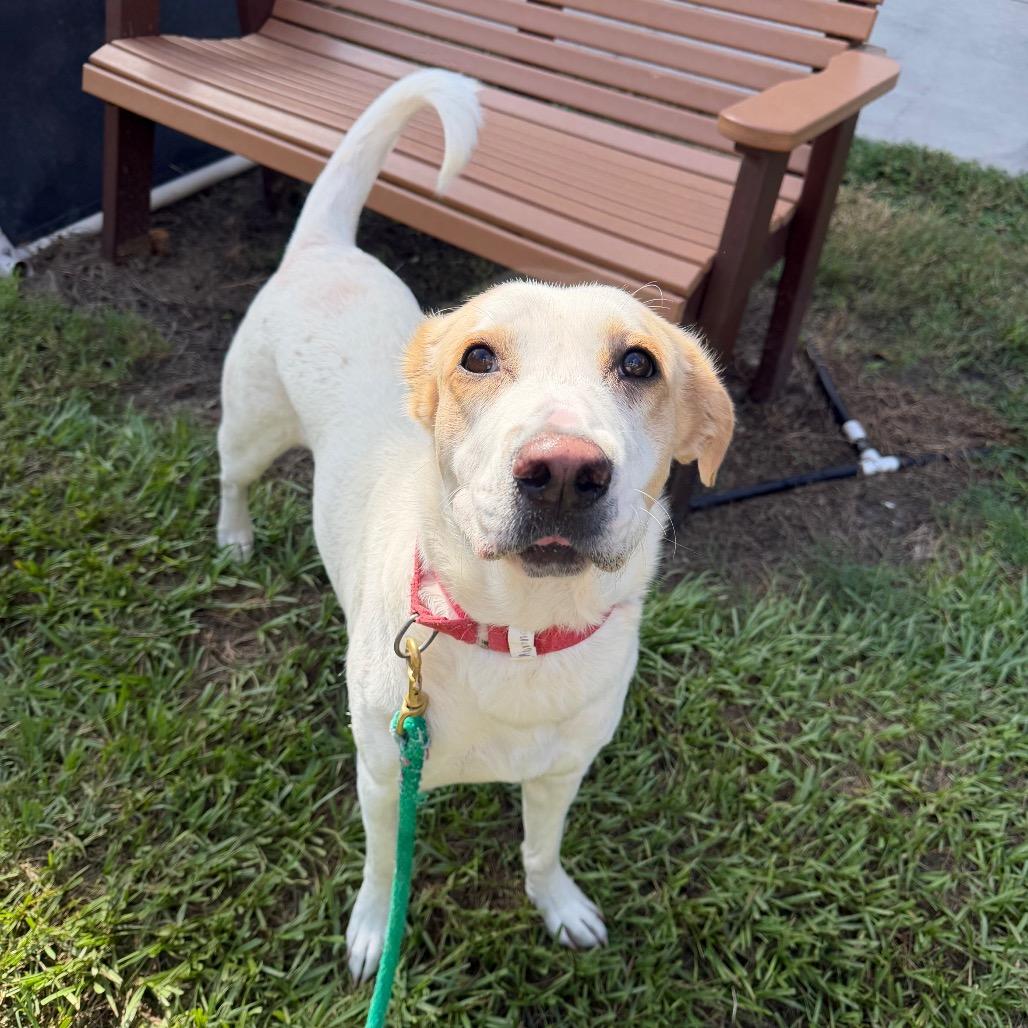 Enlarge Morning, a Adoptable Mixed Breed in Jacksonville, FL image 2/6