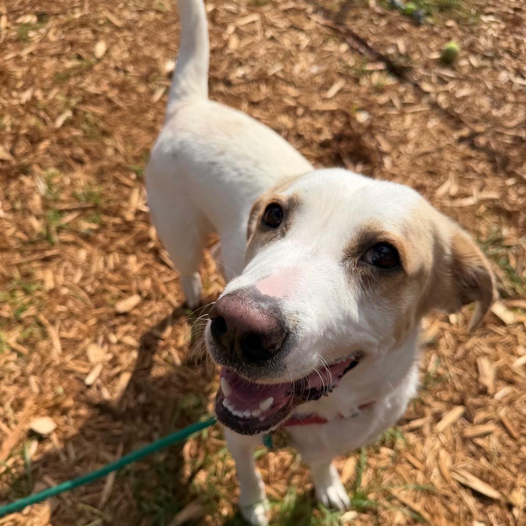 Enlarge Morning, a Adoptable Mixed Breed in Jacksonville, FL image 3/6