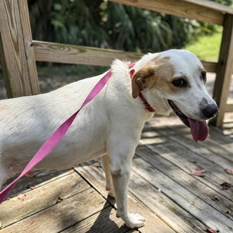 Enlarge Morning, a Adoptable Mixed Breed in Jacksonville, FL image 5/6