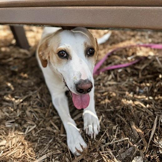 Enlarge Morning, a Adoptable Mixed Breed in Jacksonville, FL image 6/6