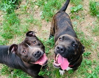 Poppy , Adoptable, Adult Male American Staffordshire Terrier.