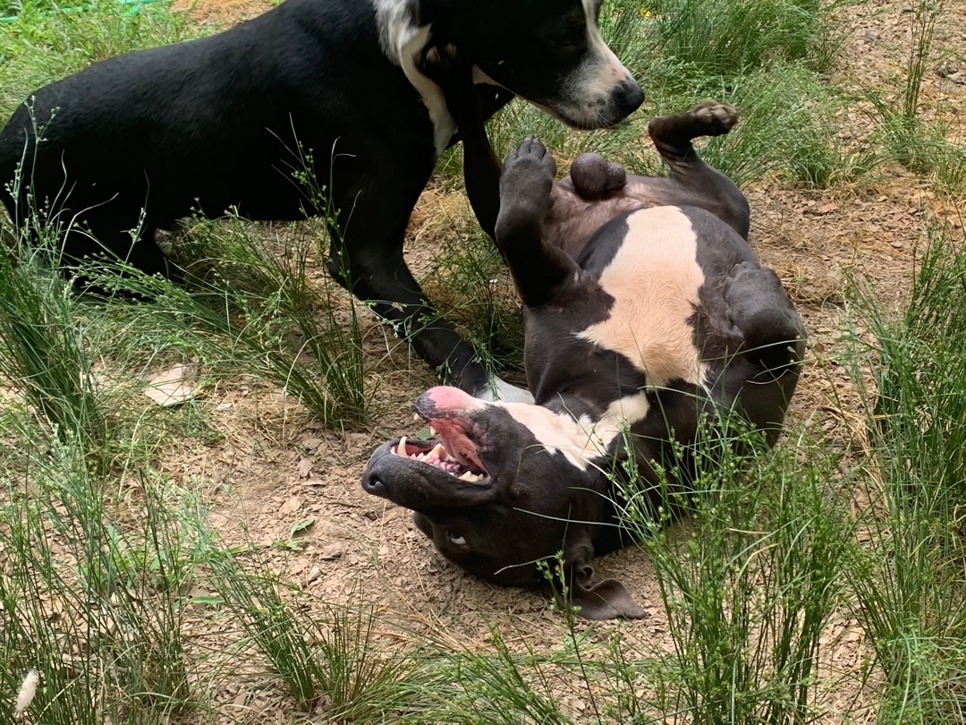 Poppy , a Adoptable American Staffordshire Terrier in Rogers, AR image 2/4