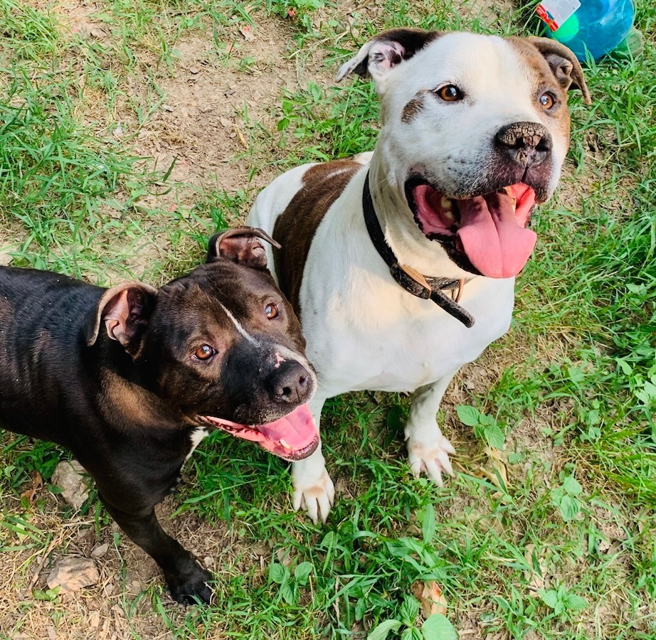 Poppy , a Adoptable American Staffordshire Terrier in Rogers, AR image 3/4