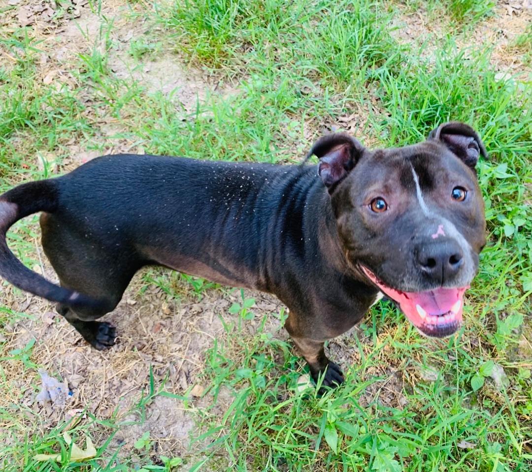 Poppy , a Adoptable American Staffordshire Terrier in Rogers, AR image 4/4