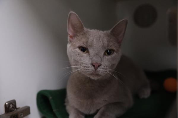 Enlarge Lyla, a Adoptable mixed breed in Columbus, OH image 1/1
